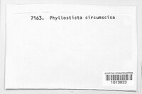 Phyllosticta circumscissa image